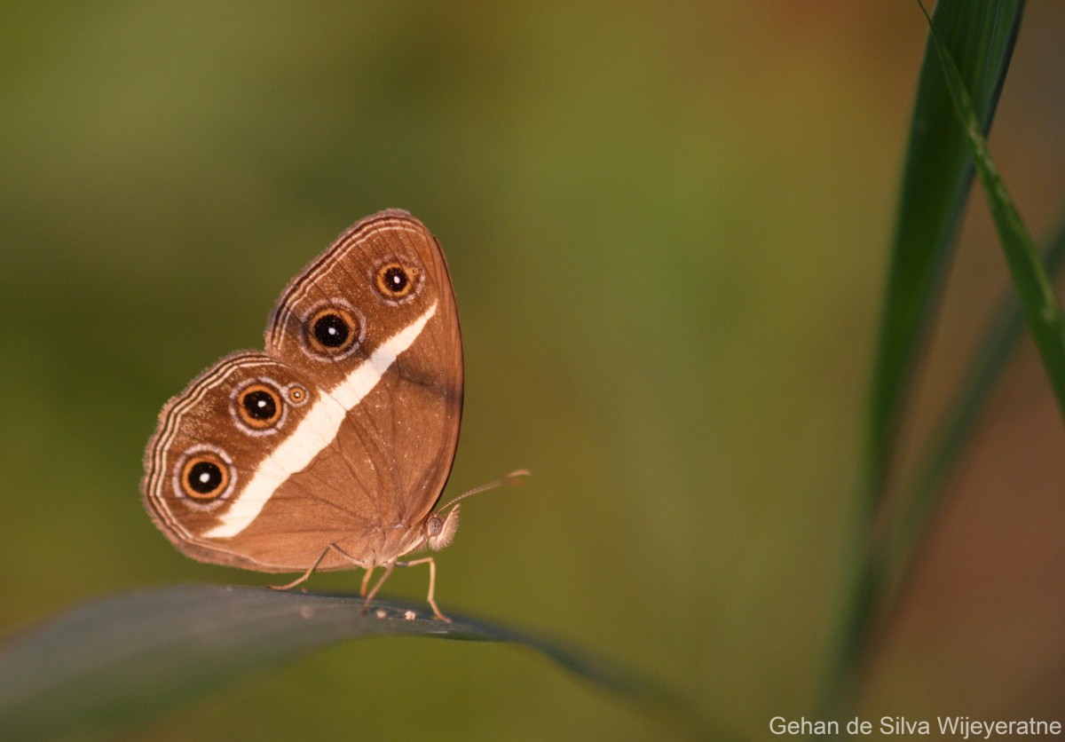 Orsotriaena medus Fabricius, 1775